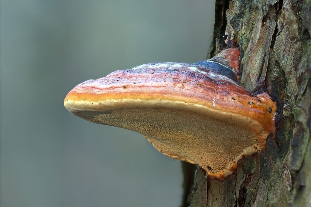 Wild Reishi Mushroom